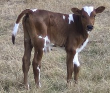 Patches by Indian Outlaw steer